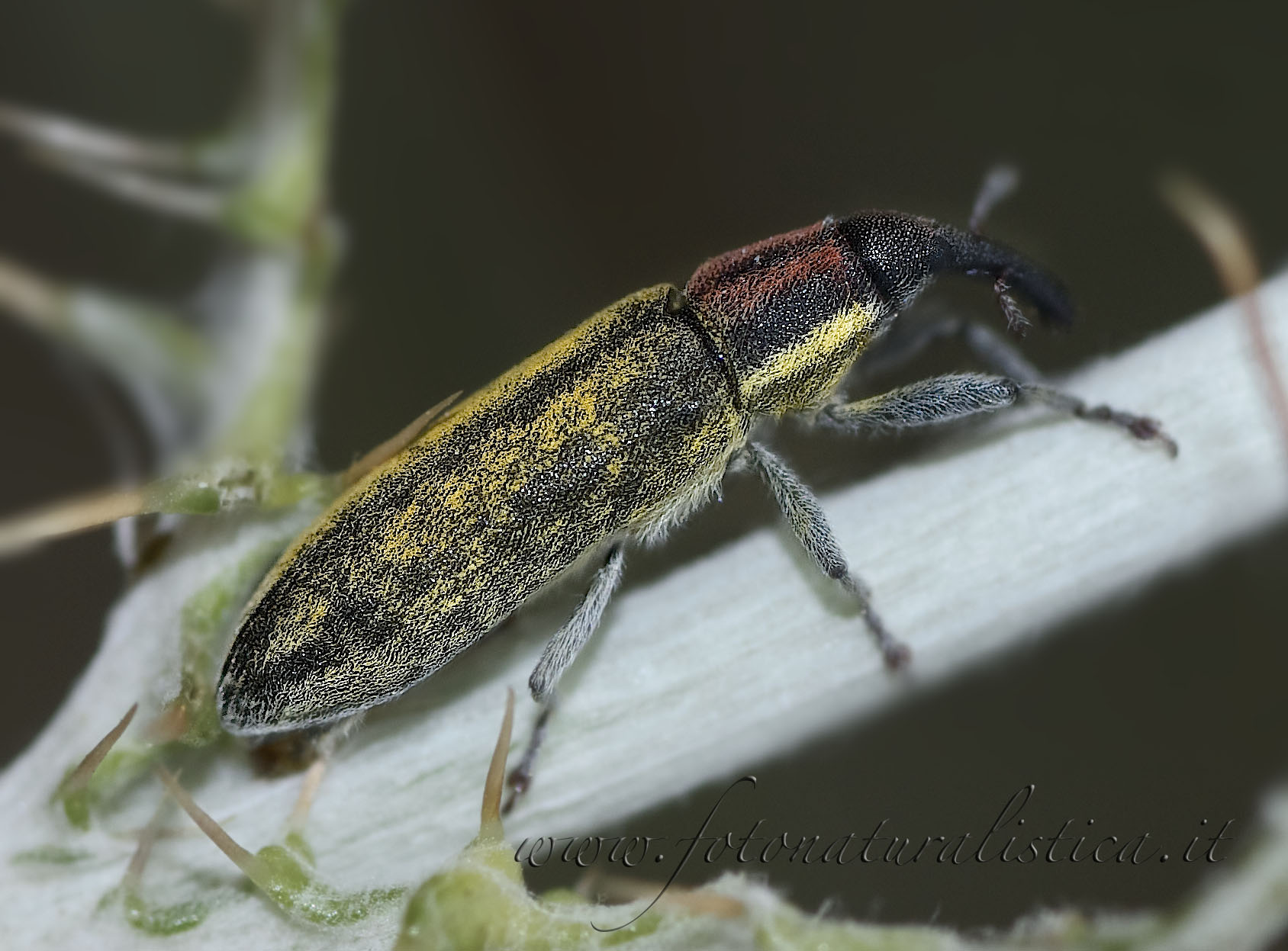 Lixus (Epimeces) filirostris